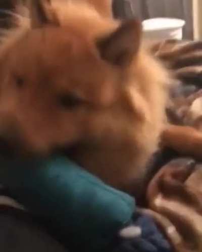 Thanks to my jerk ass dog, I have a submission.