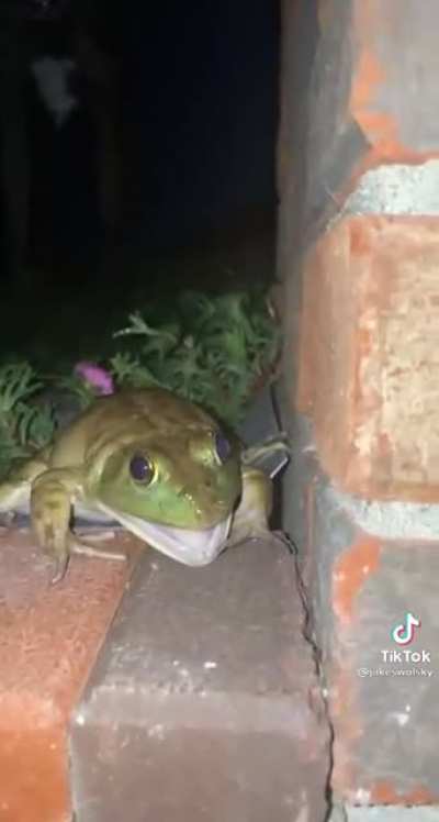 Ribbit? 🐸