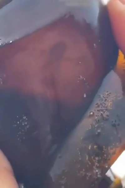 Shark egg