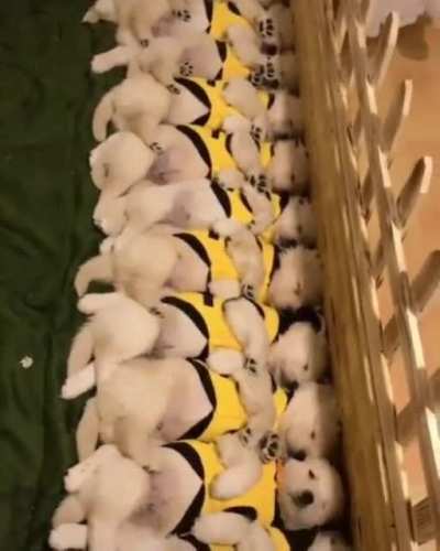 Puppers in sync