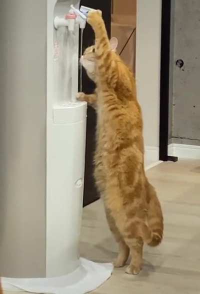 Cat.
