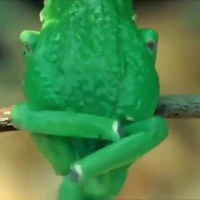 Sapinho se coçando
