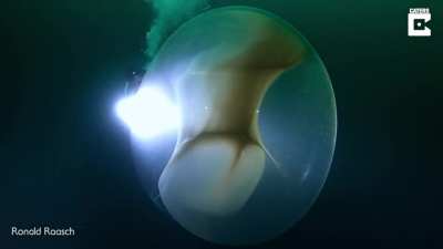 🔥 Swimming Next To Giant Squid Egg