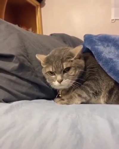 cat go fwoosh