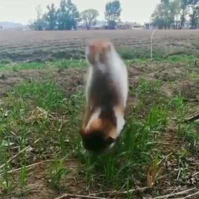He attac