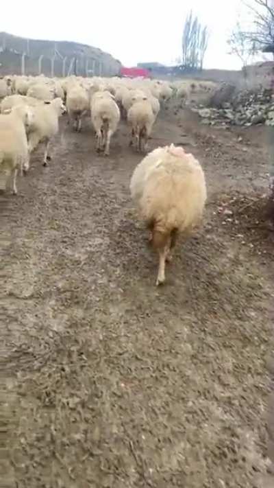Anatolian shepherd dog puppy in training
