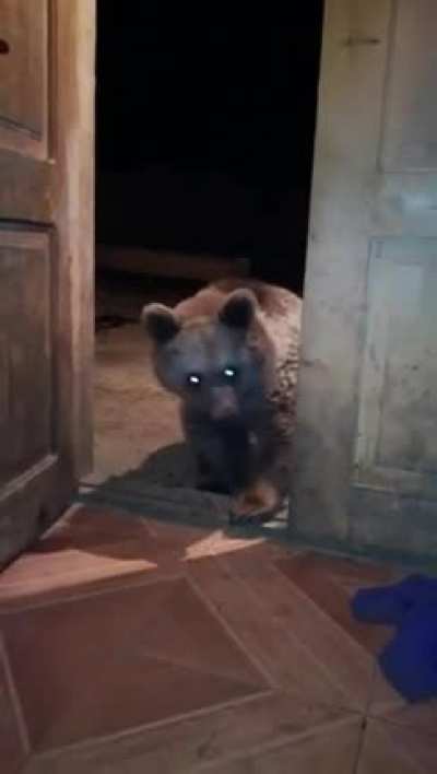 Unexpected Visitor!