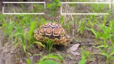 Orochisegundo - Video #7289