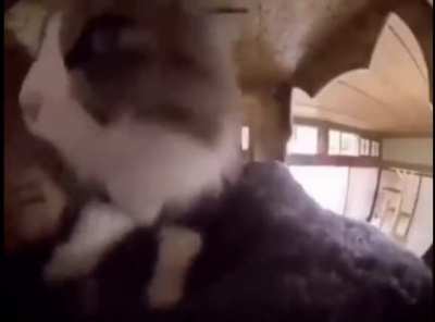 Amogus