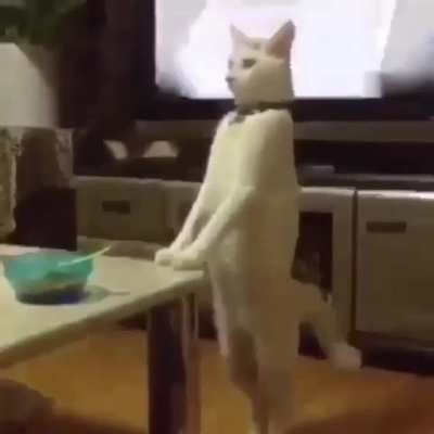 bingis