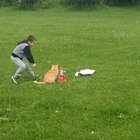 HErO bOy sAvEs kItty frOm cErtAIn dEAth!