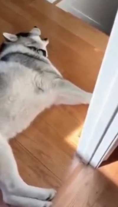 The husky’s warning siren appears to be malfunctioning