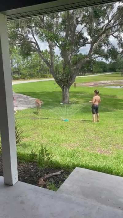 Deer and children playing in the sprinkler