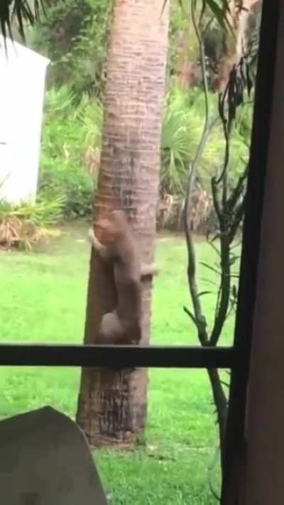 Innocent fun