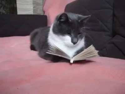 Doctor Professor is reading the thesis you had submitted