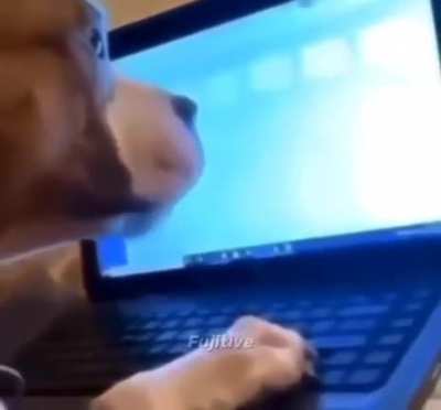 dog