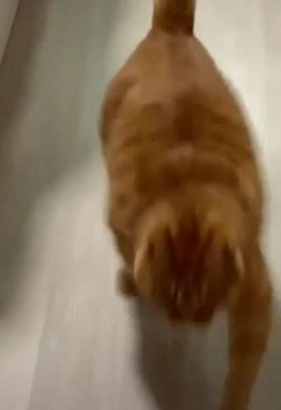 Котцы сумо