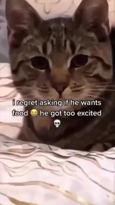 Cat go brrll