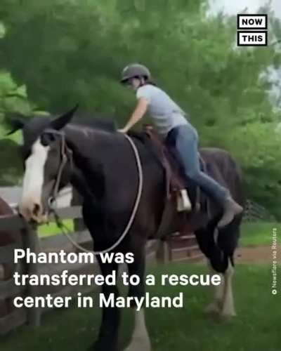 Phantom the 8 feet tall horse!