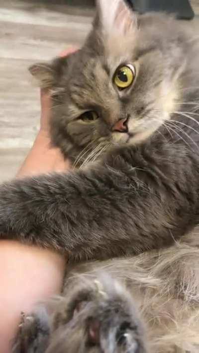 Listen to this beautiful and unusual purr