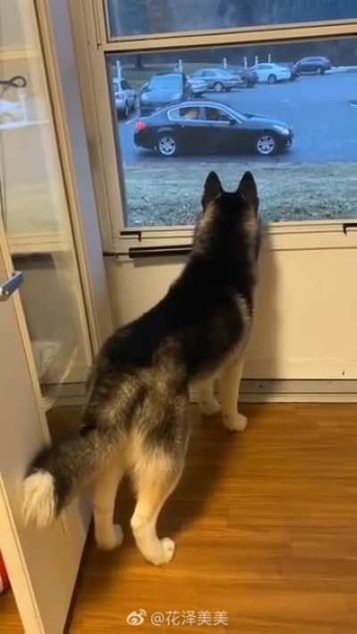 That tail drop