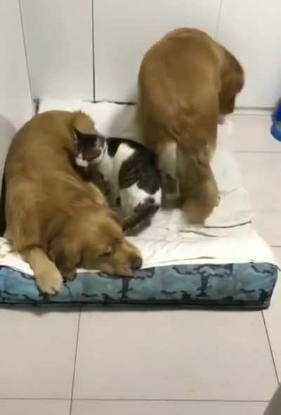 The cutest bedtime routine