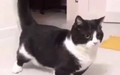Indian cat SJSJDJD