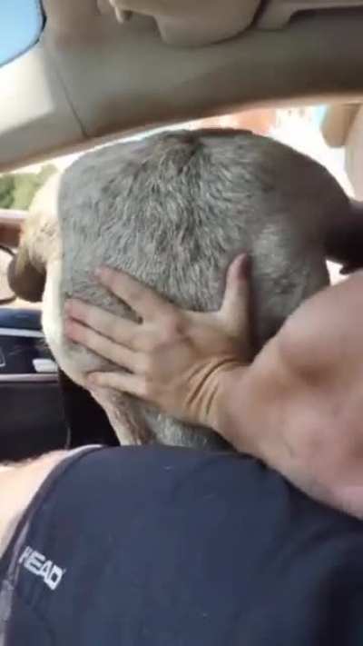 Feeding a little too close...