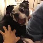 I Smack The Butt, The Butt Scream Back.