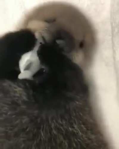 🔥 Baby otter Joey wrestling fiercely with a shark 🔥