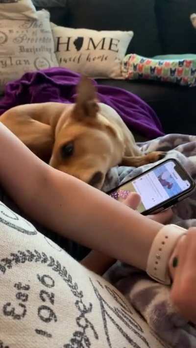 Doggo doesn’t like it when wife and I hold hands