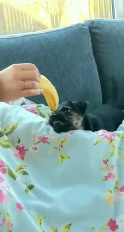Fearsome pup fights evil banana