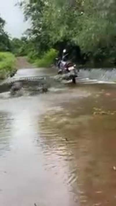 🔥 Alligator crossing