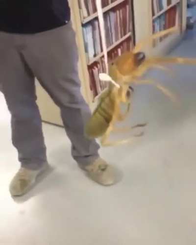 Cursed_bookworm