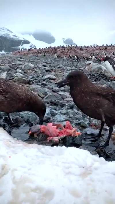 Skuas eating a Penguin Chick