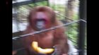 Ghetto Monkey