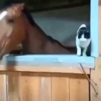Me when my little cousin comes over