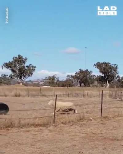 Sheep vs Bucket.