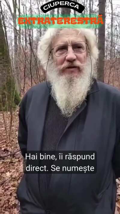 Psilocybe semilanceata- Liberty Cap sau ciuperca extraterestră pe românește