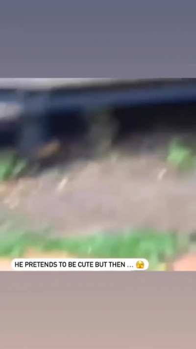 to pet 