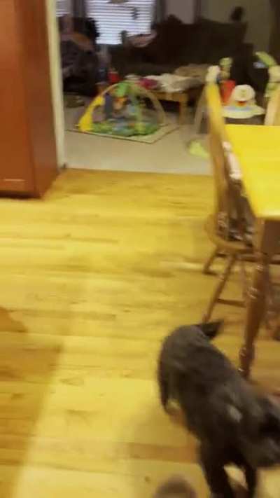 No babies were harmed in the making of this prank on grandma