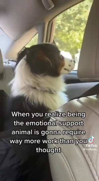 When you realize being the emotional support animal is gonna require way more work than you thought