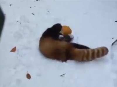 touch tha orange