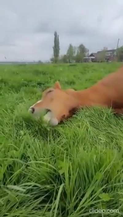 lazy horse