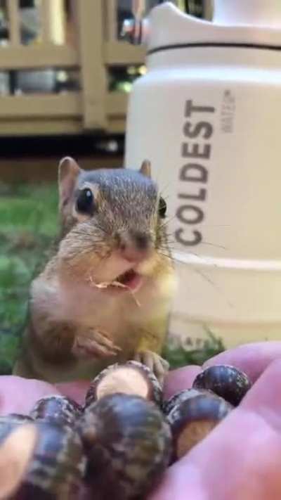 Full cheeks