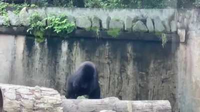 security bear
