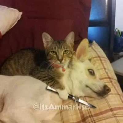 fofo