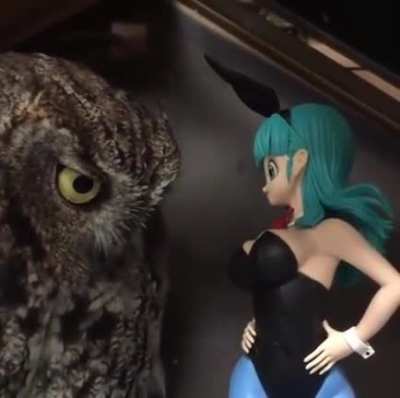 Owl of culture