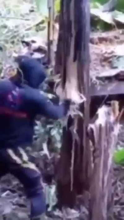 He punched down the tree 💪