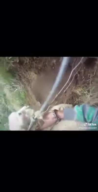 Be free little buddy